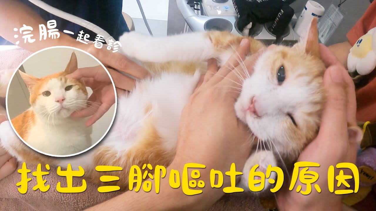 【黃阿瑪的後宮生活】找出三腳嘔吐的原因！浣腸也一起看診！