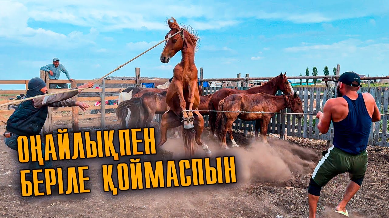 Жылқыларды қораға қамадық,Саяқтарды қамап олардың тұсауын ауыстырдық, Ерлан бір айғырға мініп алды.