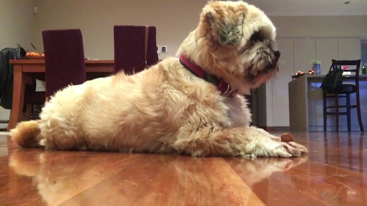 Alfie, Lhasa Apso, obedience training