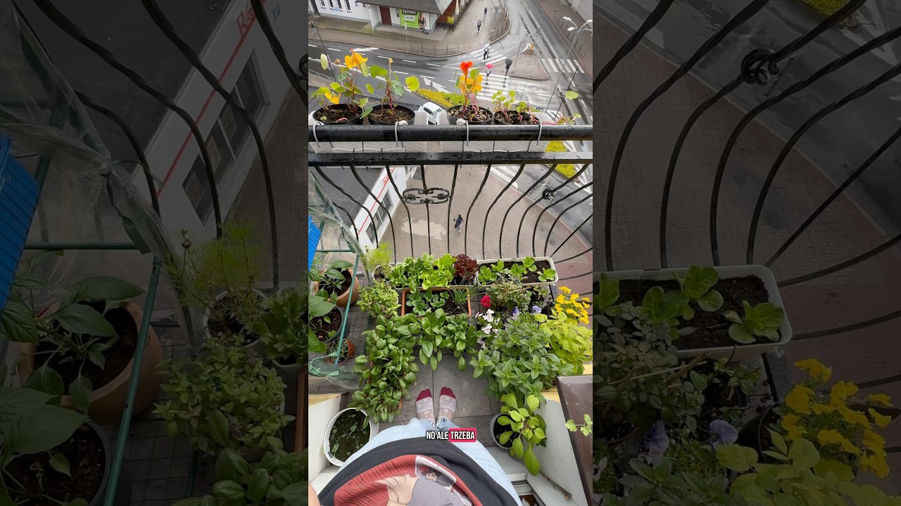 Ogr&oacute;d na balkonie w mieście 🌱#warzywnik #rośliny #ogr&oacute;d #ogrodnictwo #gardening #balkon