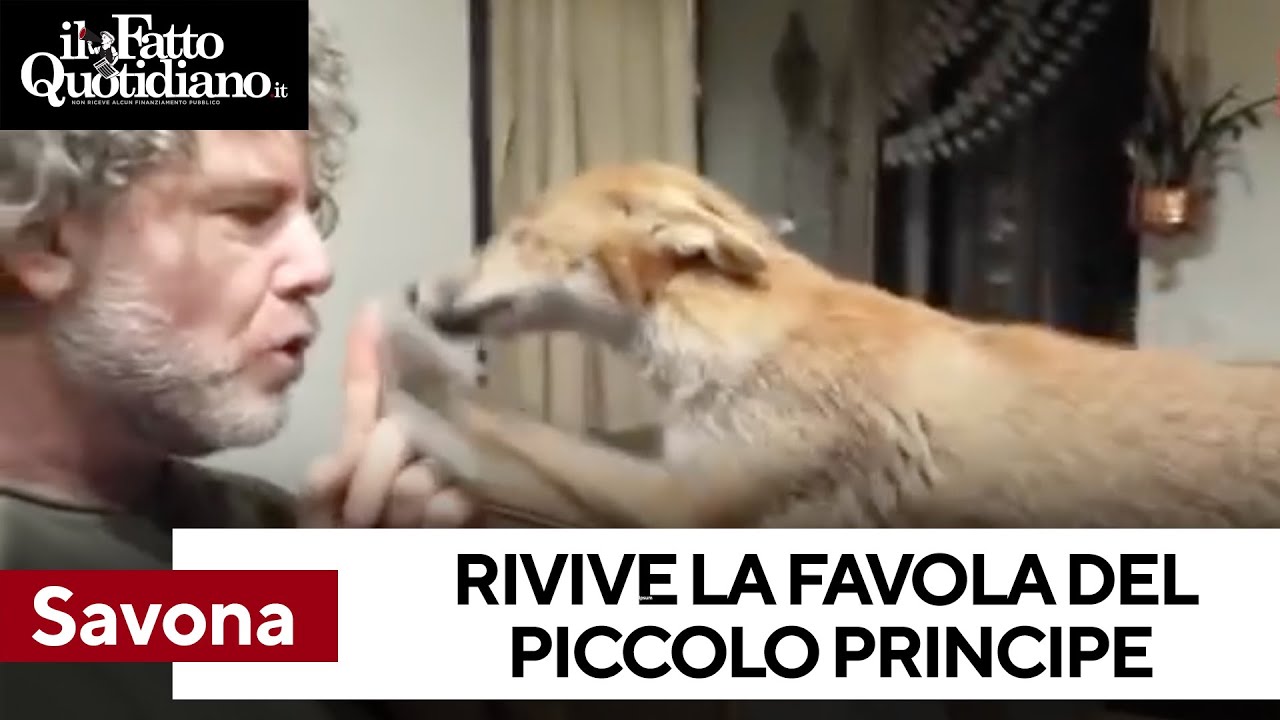 Volpe ferita, curata e addomesticata. Nel Savonese rivive la favola del 'Piccolo principe'