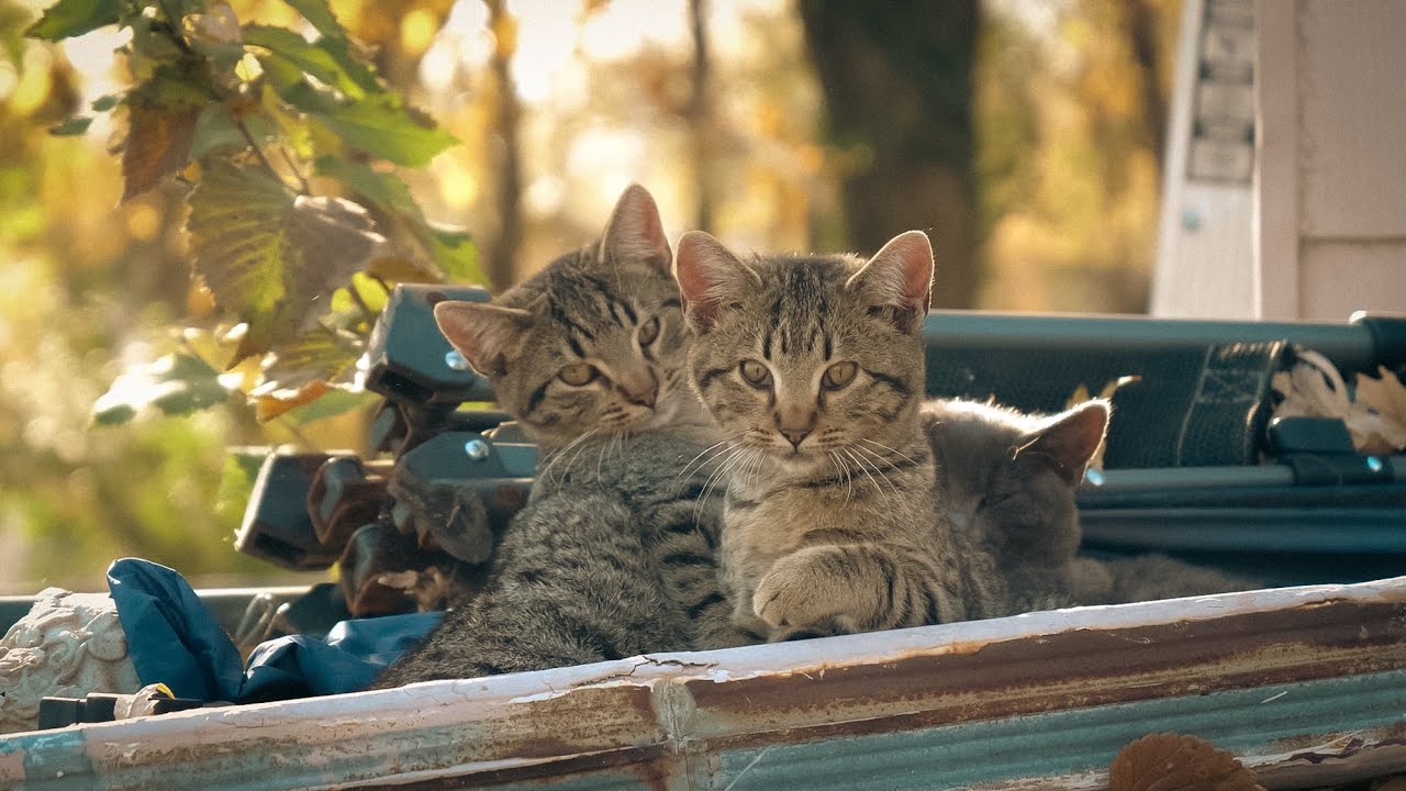 Are Free Adoptions Bad?