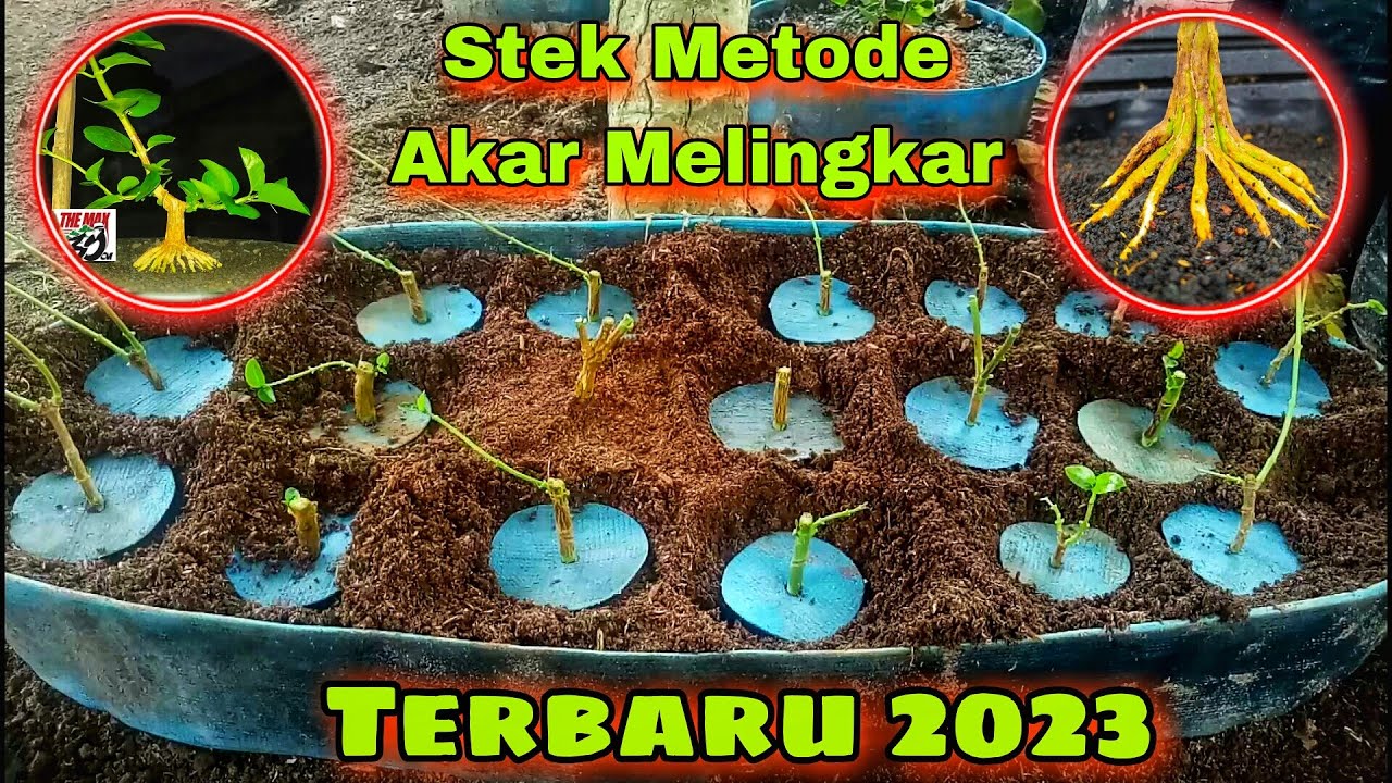 Stek Bonsai Sancang Dengan Teknik Baru 2023