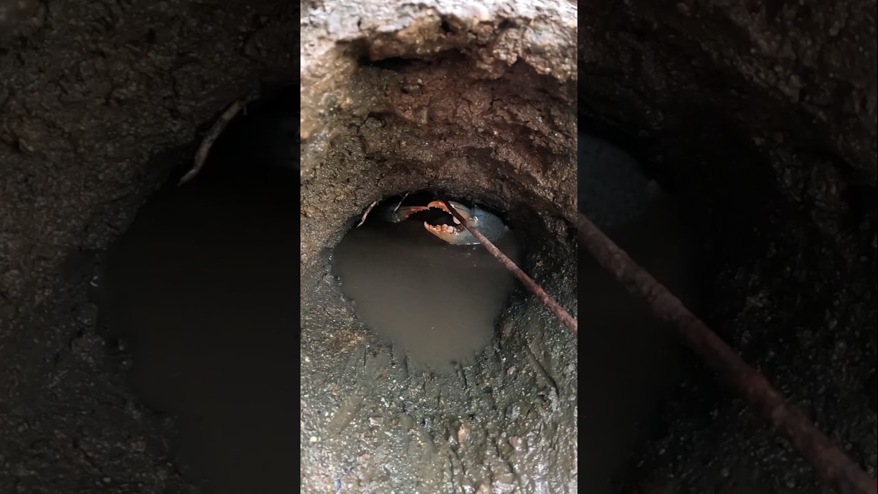 Aggressive Crab in The Mudhole! Crab Hunting! 🦀😱