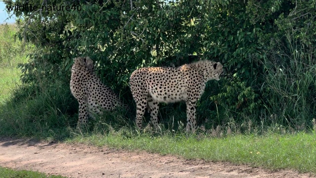 Wildlife Cheetah Vs Hyena - Close Encounter : safari