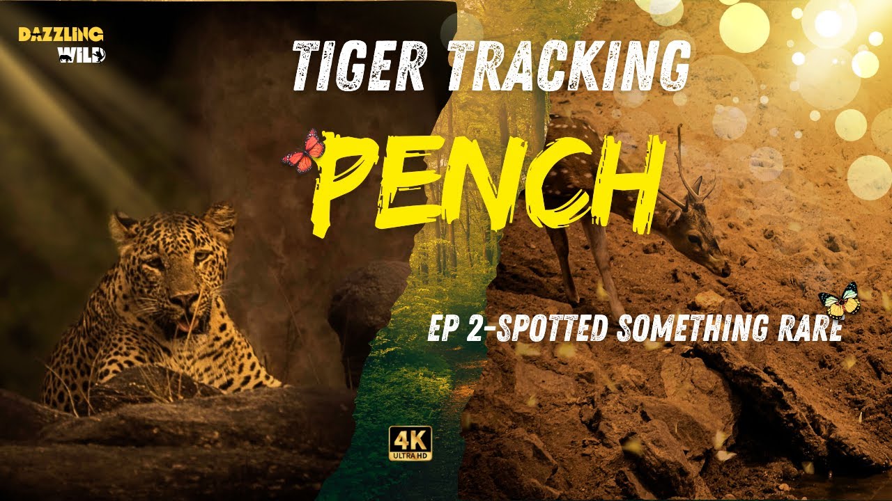 Ep-2 Rare Sighting ؛༊| A Real Fairytale 🦋🦌during Tiger Safari in Pench National Park #pench