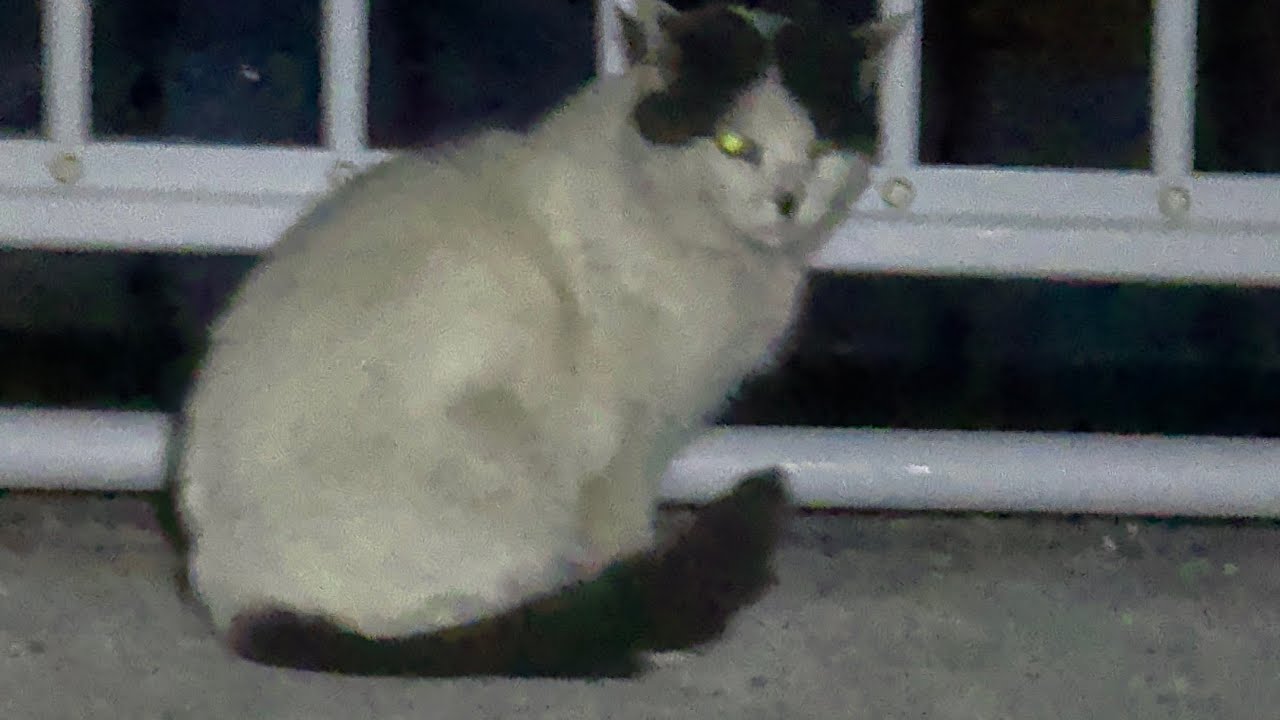 シラスウナギ漁#土佐市#ブラックライト ＃仁淀川河口# Glass eel fishing Japan