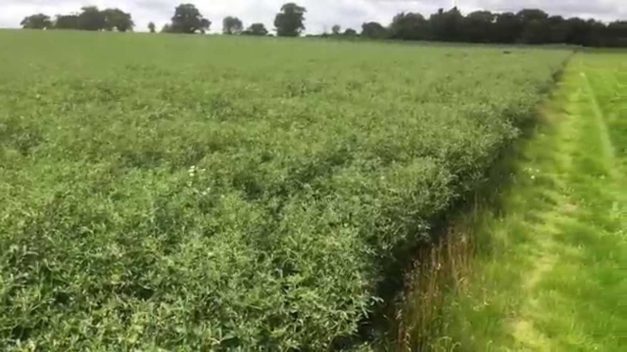 Good crop of white lupins on suffolk sand