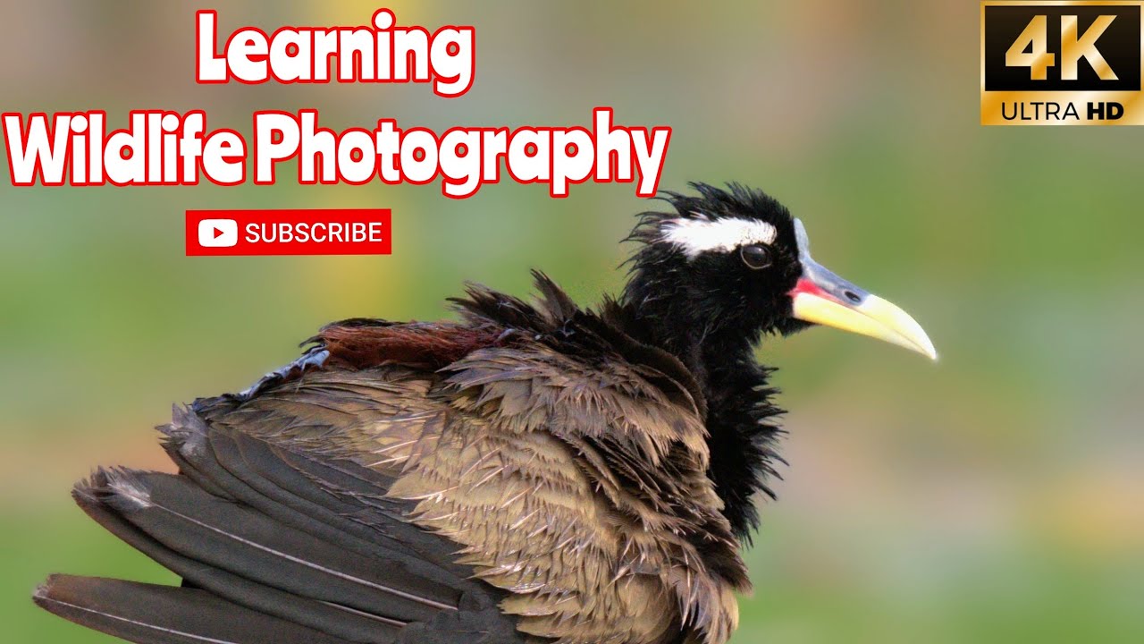 Vlog 65: Sony a6700 Vs Sony a6600 Vs Sony a6400 |Wildlife Photography | Sony 200-600G  