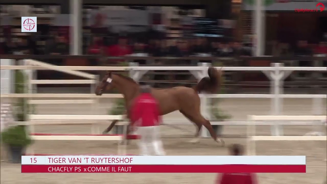 Tiger van 't Ruytershof