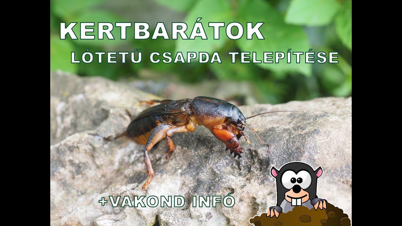 Kertbarátok - Lótetű csapda telepítése + vakond infó