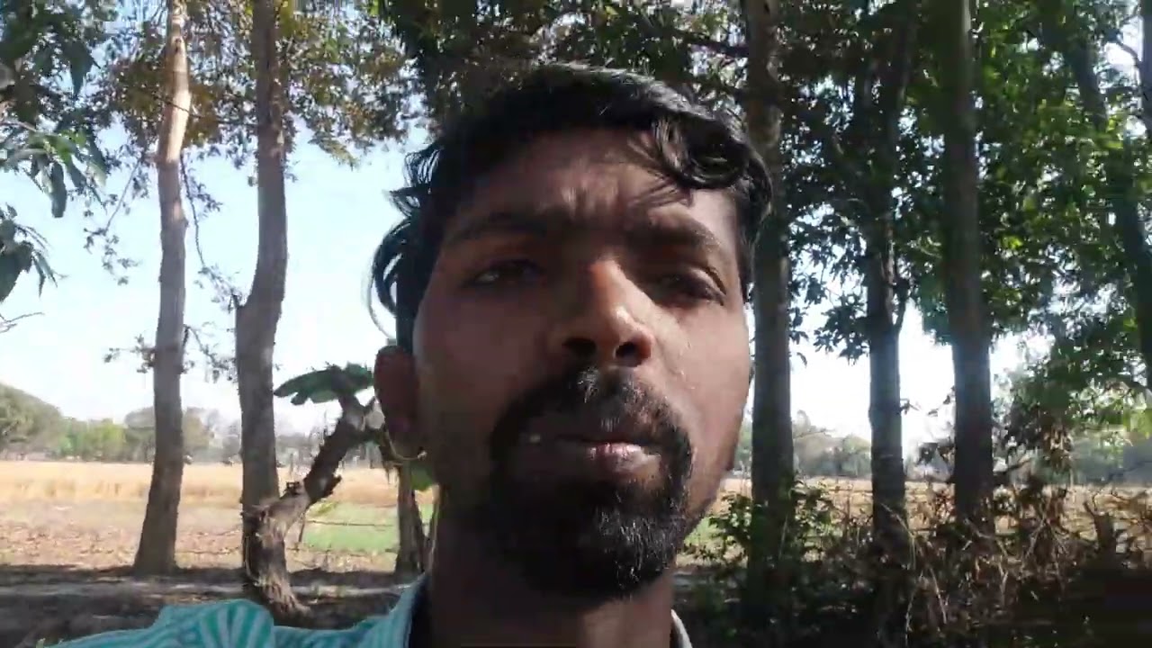 #garden #village Bagicha, Garden, Mango tree Bamboo Tree Banana Tree #tree #nature #youtube
