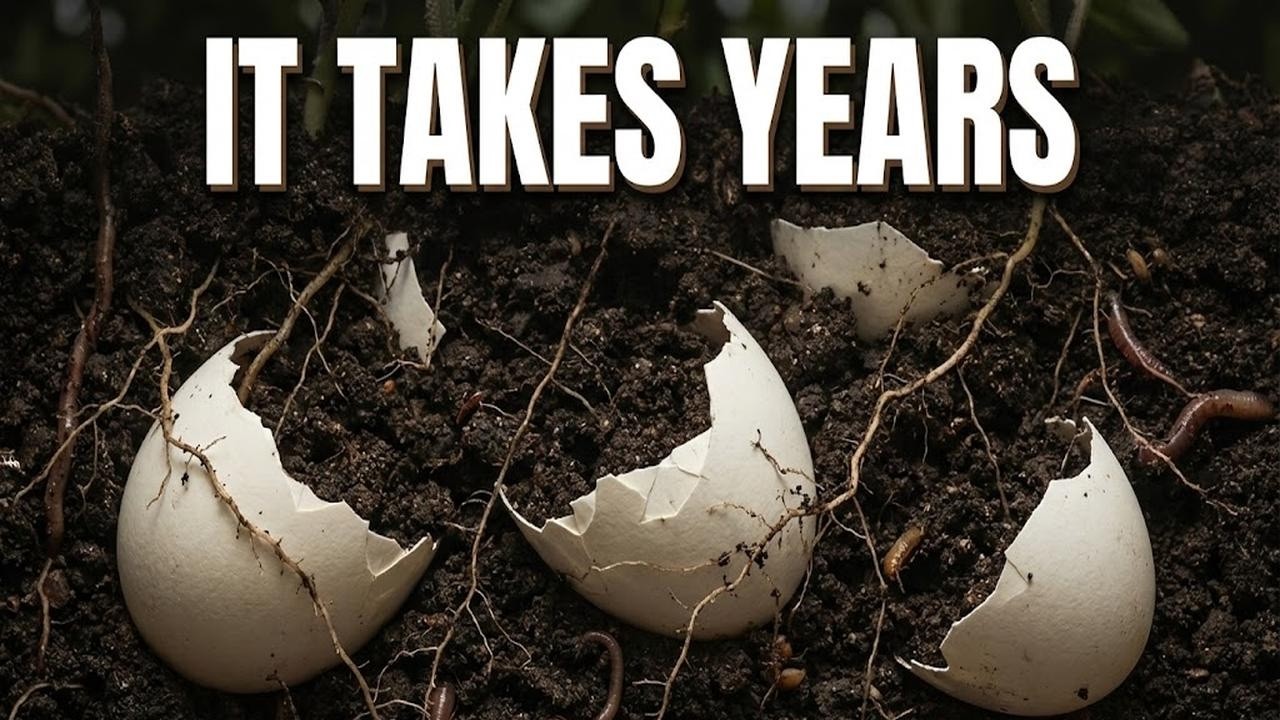 The Calcium Lie: Why Eggshells Are Just Rocks