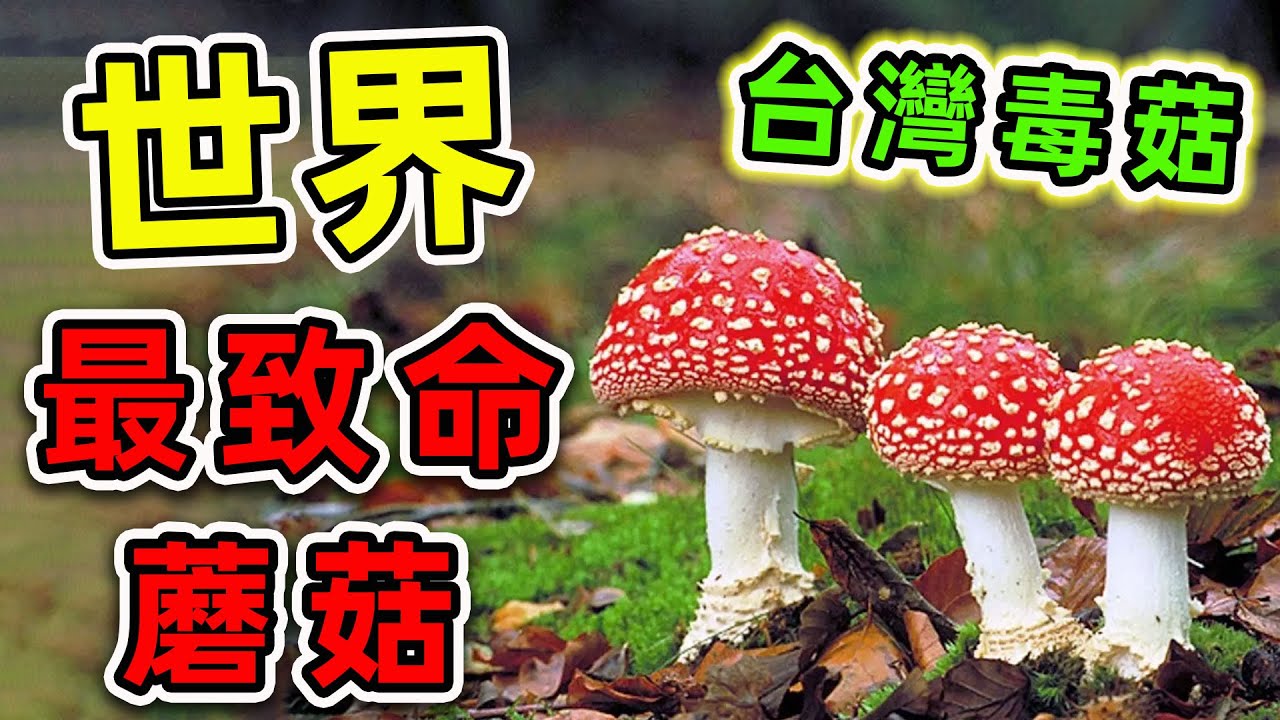 全世界最危险的10種蘑菇！其中之一就在臺灣，碰一下全身腐爛，出門千萬小心。|#世界之最top #世界之最 #出類拔萃 #腦洞大開 #top10 #最毒蘑菇