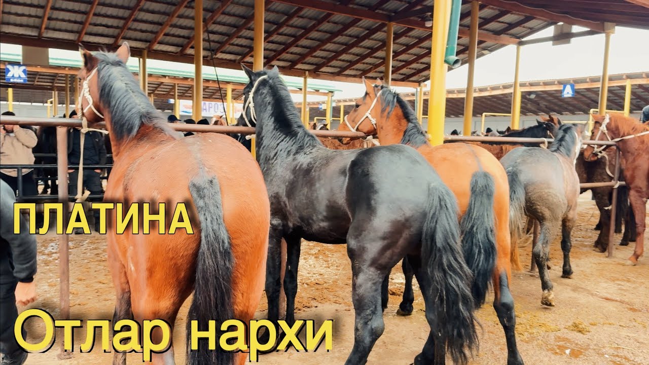 Platina mol bozori bugun qaynadi! Uloqchi otlar, biyalar va toylar narxlari 🔥🐎