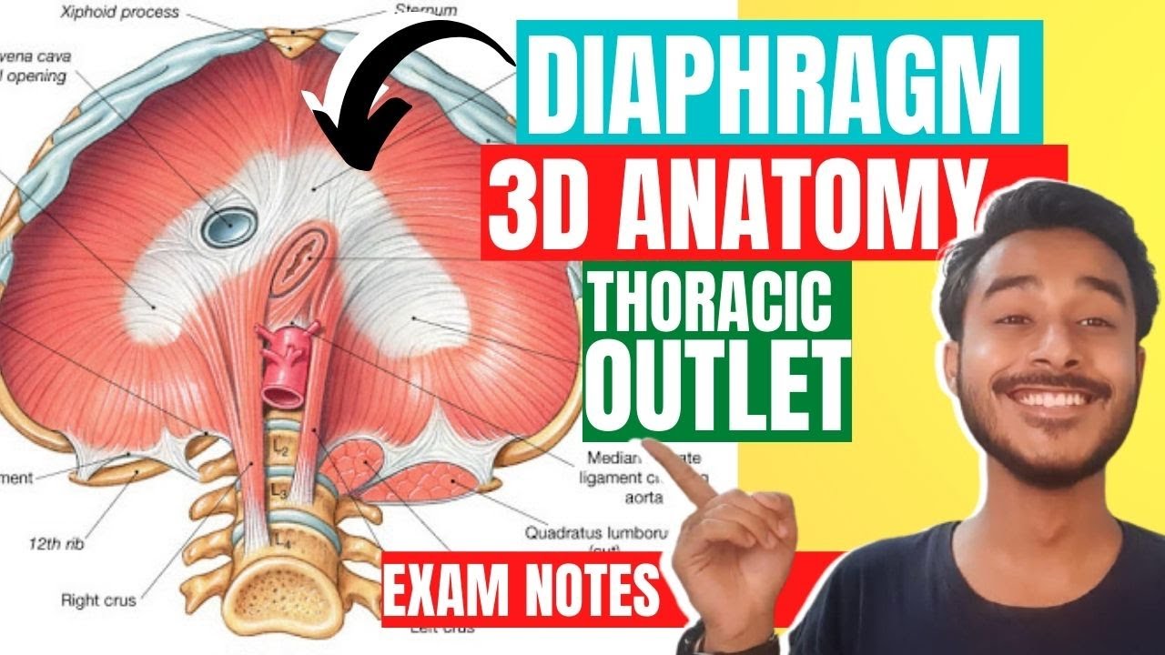 Thoracic Outlet Anatomy 3D | opening of diaphragm anatomy | Outlet of thorax anatomy
