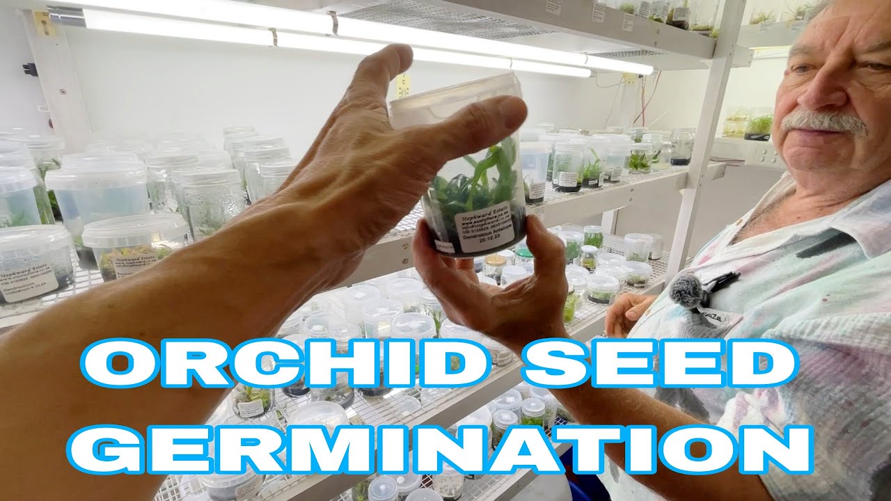 Learn more about Orchid Tissue Culture, A  Laboratory Tour