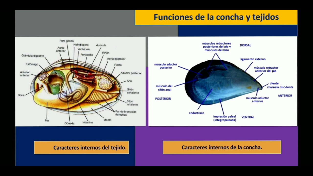 Bivalvos: un recurso sobreexplotado y poco valorado