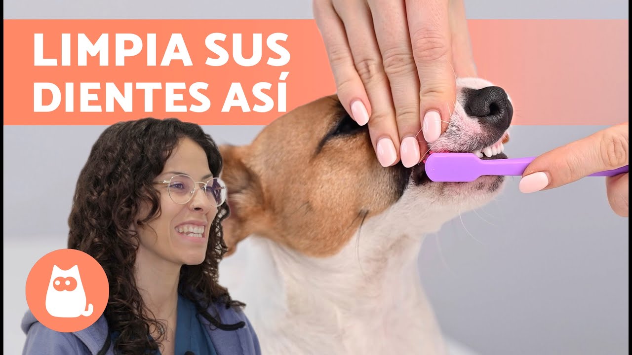 ¿Cómo LIMPIARLE los DIENTES a un PERRO? 🐶🦷 (Consejos de VETERINARIA)