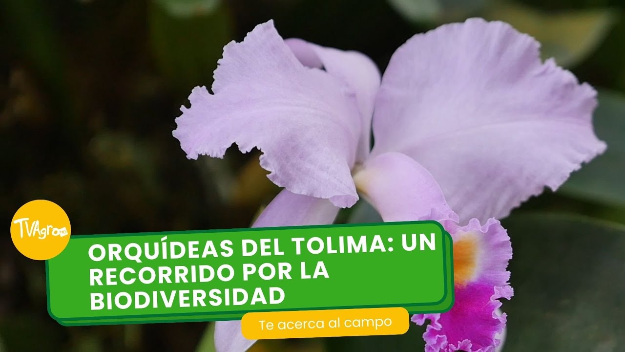 Orquídeas del Tolima: Un recorrido por la biodiversidad - TvAgro por Juan Gonzalo Angel Restrepo