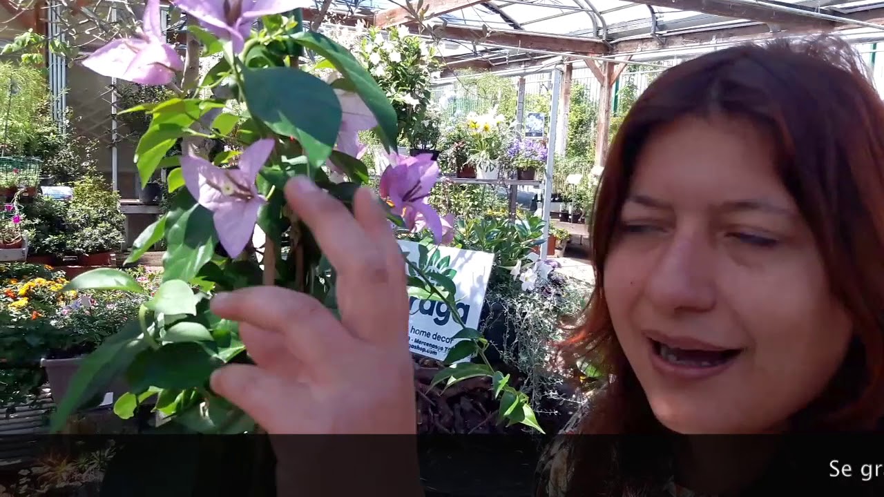 Consigli pratici su come coltivare la bougainvillea