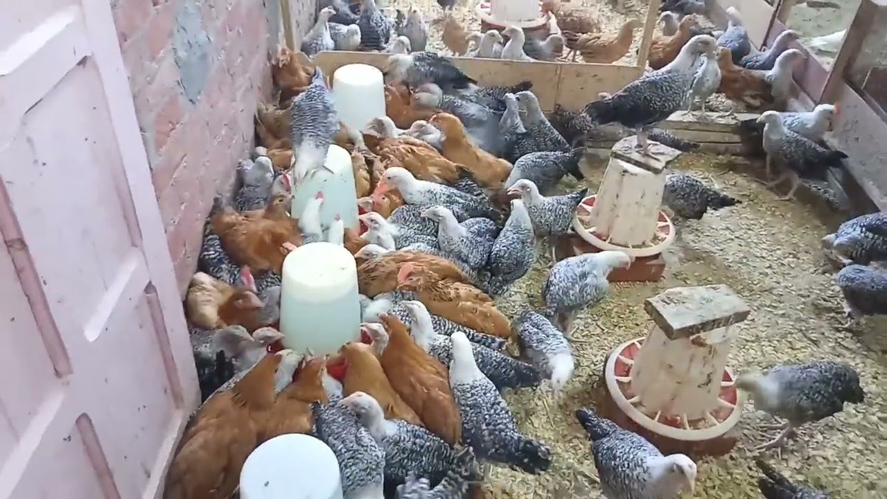 عملنا اسره سينا وروتين صباحي عند الطيور