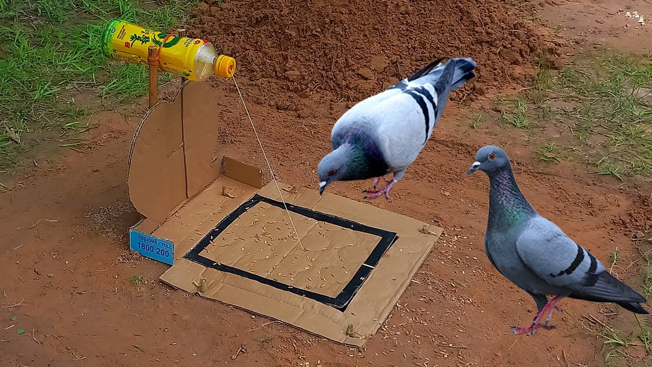 New Creative Traps - Easy Method Pigeon Trap Make From A Hole Bottle & Cardboard Box