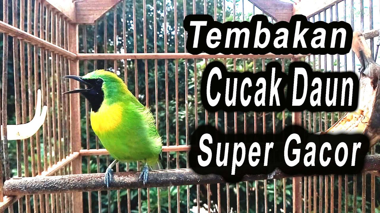 Tembakan Cucak Daun Super Gacor Full Isian