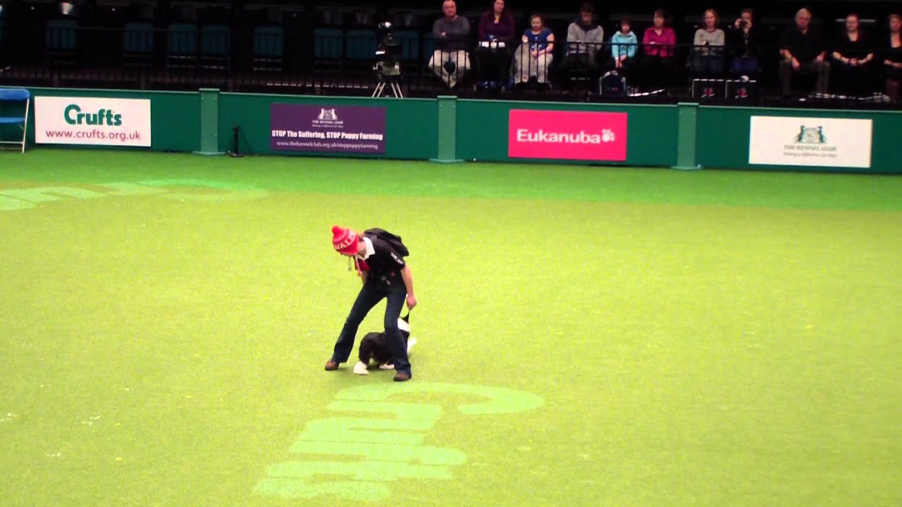 Crufts 2012 Melinda Kerr pour le Pays de Galles