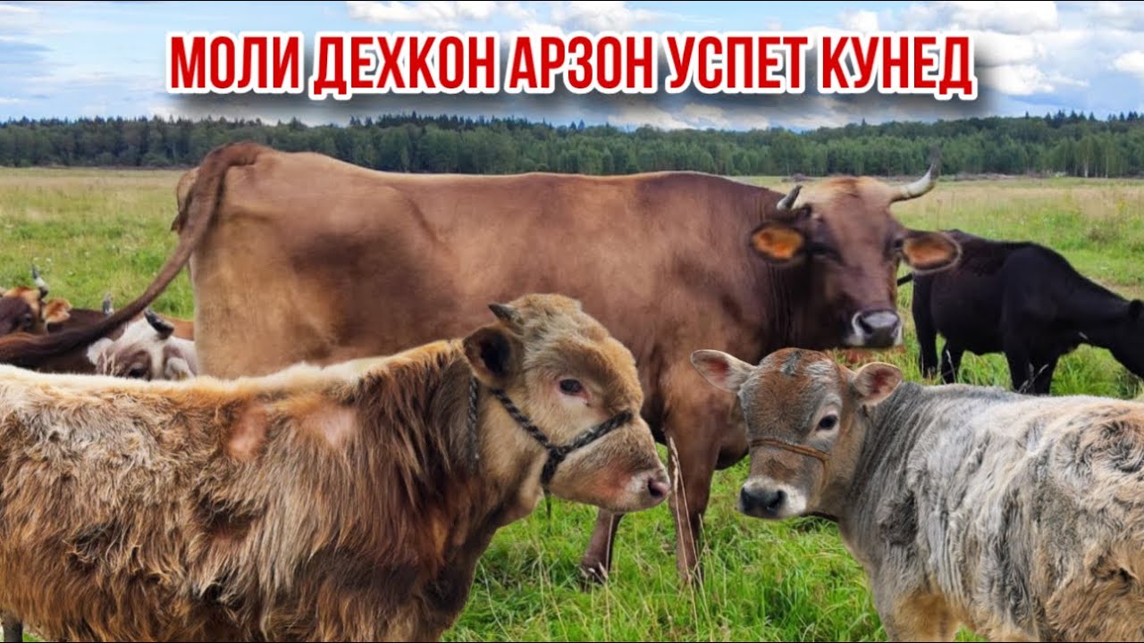 Дехкон арзон  30 января 2026 г.