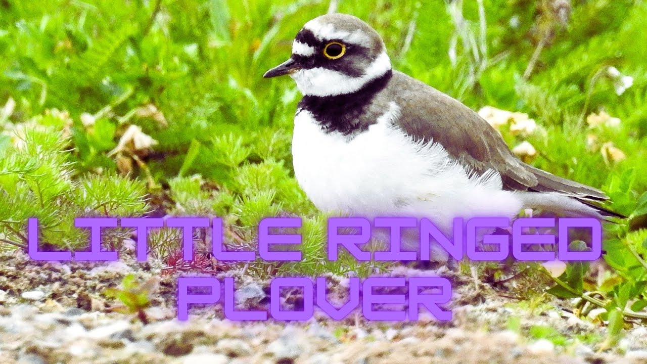Little Ringed Plover – Gentle Calls by the Riverside