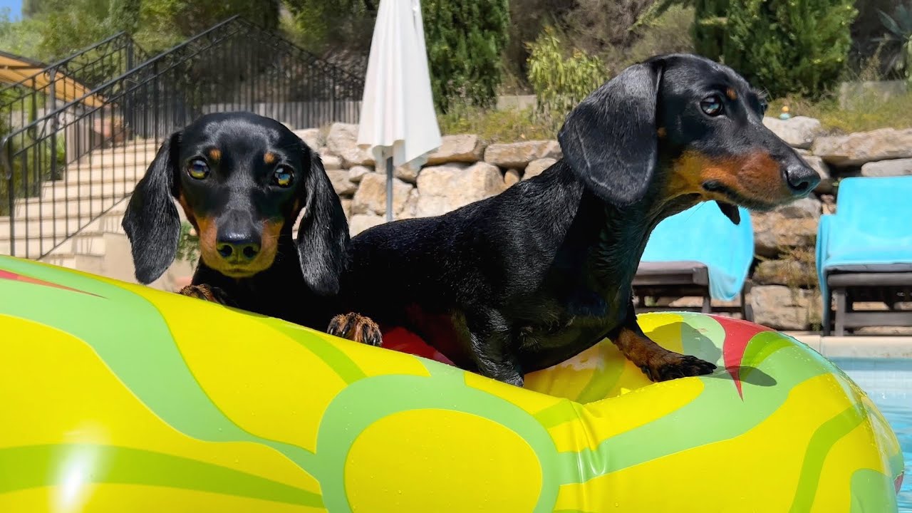 Dachshunds in the pool.