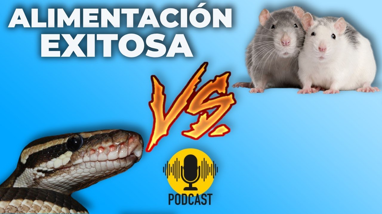 PODCAST #3 Guía de alimentación de la Pitón regius