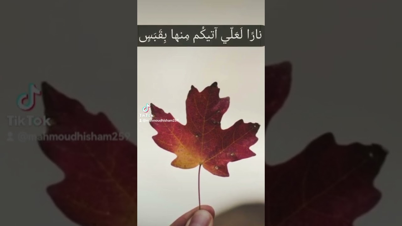 ما تيسر من القرآن الكريم 💛
