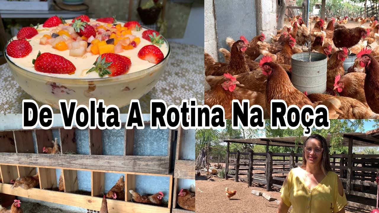 DE VOLTA A ROTINA NA ROÇA ,FIZ  RECEITA REFRESCANTE / HORA DE DA ADEUS ,GALINHAS PRUDUZINDO Muito 🥚