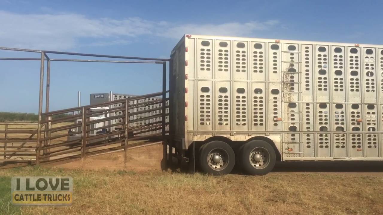 Loading cattle in Archer City, Texas