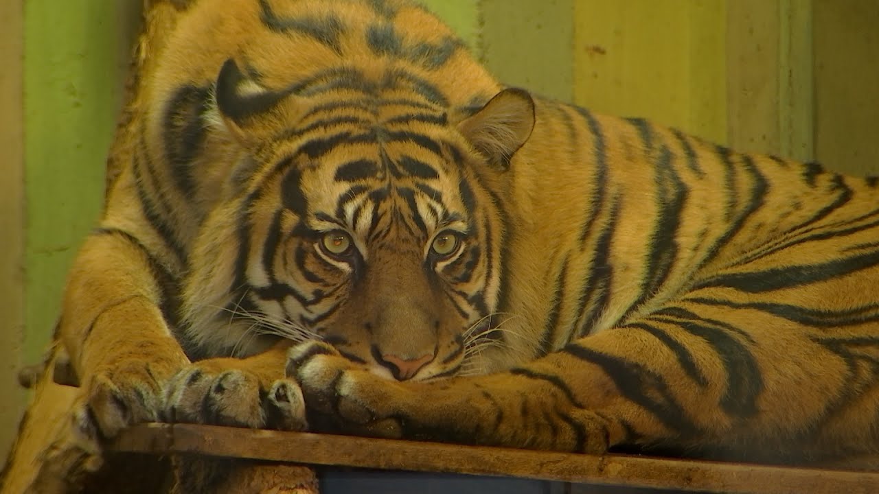Neuer Zuwachs für den Cottbuser Tierpark
