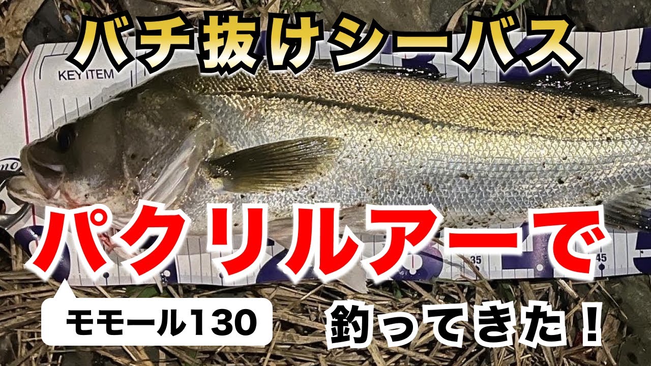 【モモール130】バロール130のパクリルアーで、バチ抜けシーバスを釣ってみた