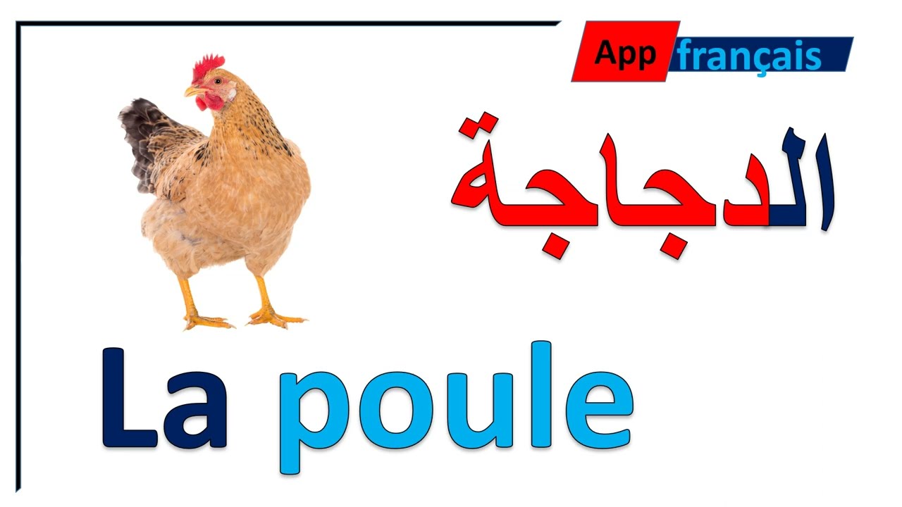 الدرس 1 : الحيوانات الجزء الأول les animaux