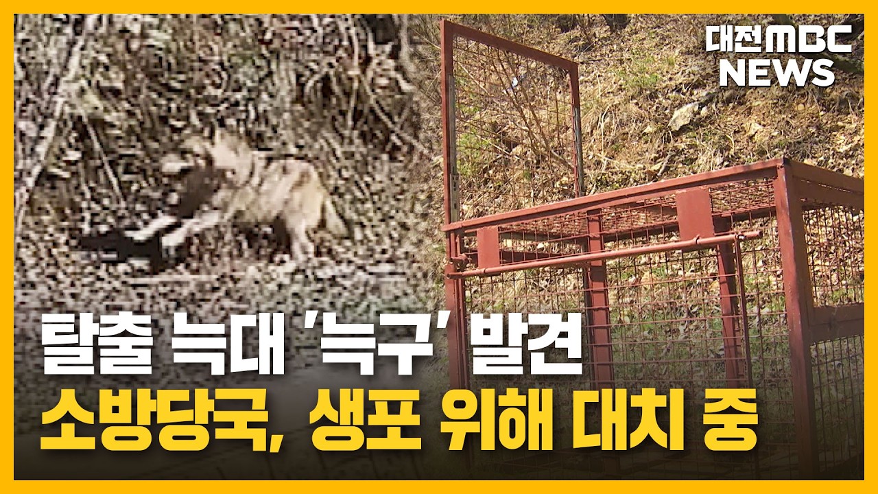 탈출 늑대 '늑구' 발견...소방당국, 생포 작전 중/대전MBC