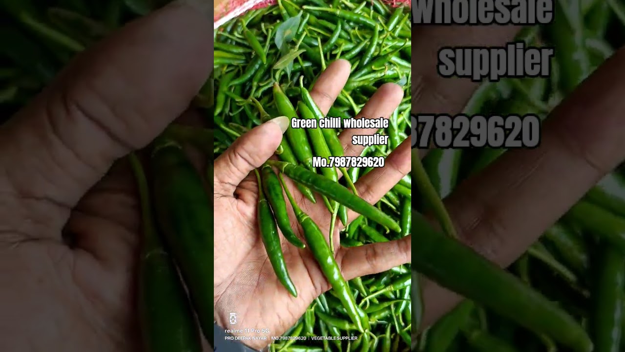 Fresh Green Chilli Export | DSR Traders से डायरेक्ट खेतों से 🌶️