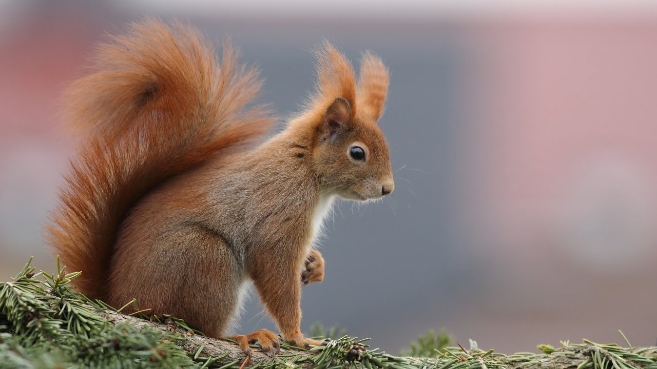 Besondere Augenblicke mit Eichh&ouml;rnchen / Special moments with red squirrels [HD]