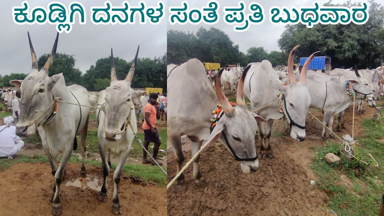 ಕೂಡ್ಲಿಗಿ ದನಗಳ ಸಂತೆ ಪ್ರತಿ ಬುಧವಾರ Kudligi hori market every Wednesday