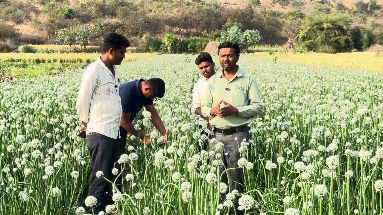 *बिजोई कांदा - जैविक खते व औषधे वापर करून मधमाशी संगोपन शक्य व २०/२५% उत्पादन वाढ!*