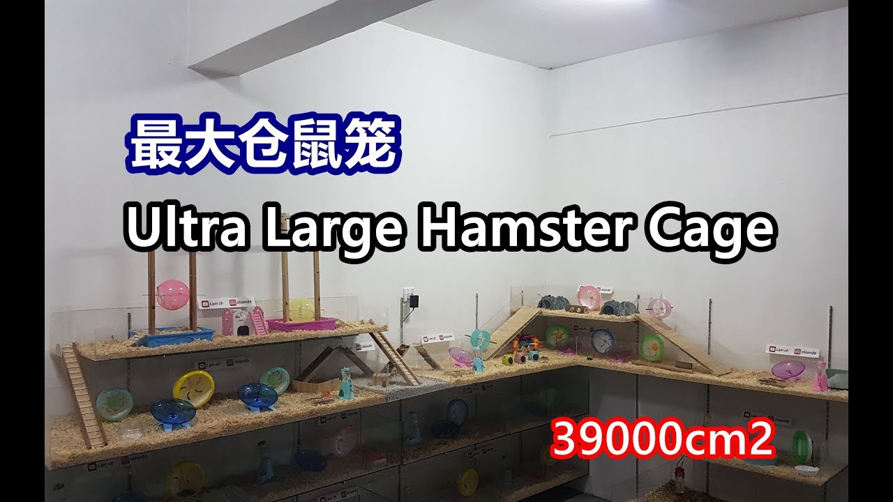 2019年3月份, 公婆类仓鼠们的大笼子