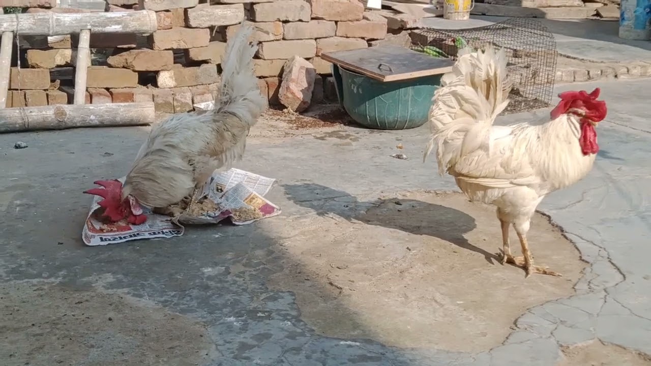 Pannu Mannu ke Ata khane ka style