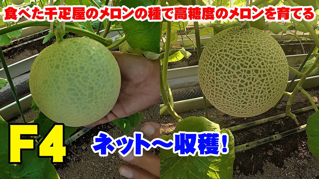 F４ 食べた千疋屋メロンの種で高糖度のメロンを育てる4代目　ネット～収穫　japan farming