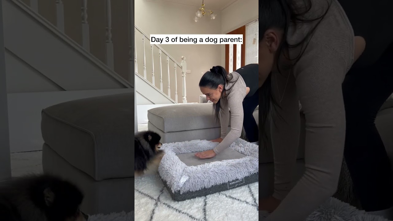 Things escalated quickly after becoming a dog parent 🤭 #pomeranian #dog #dogmum