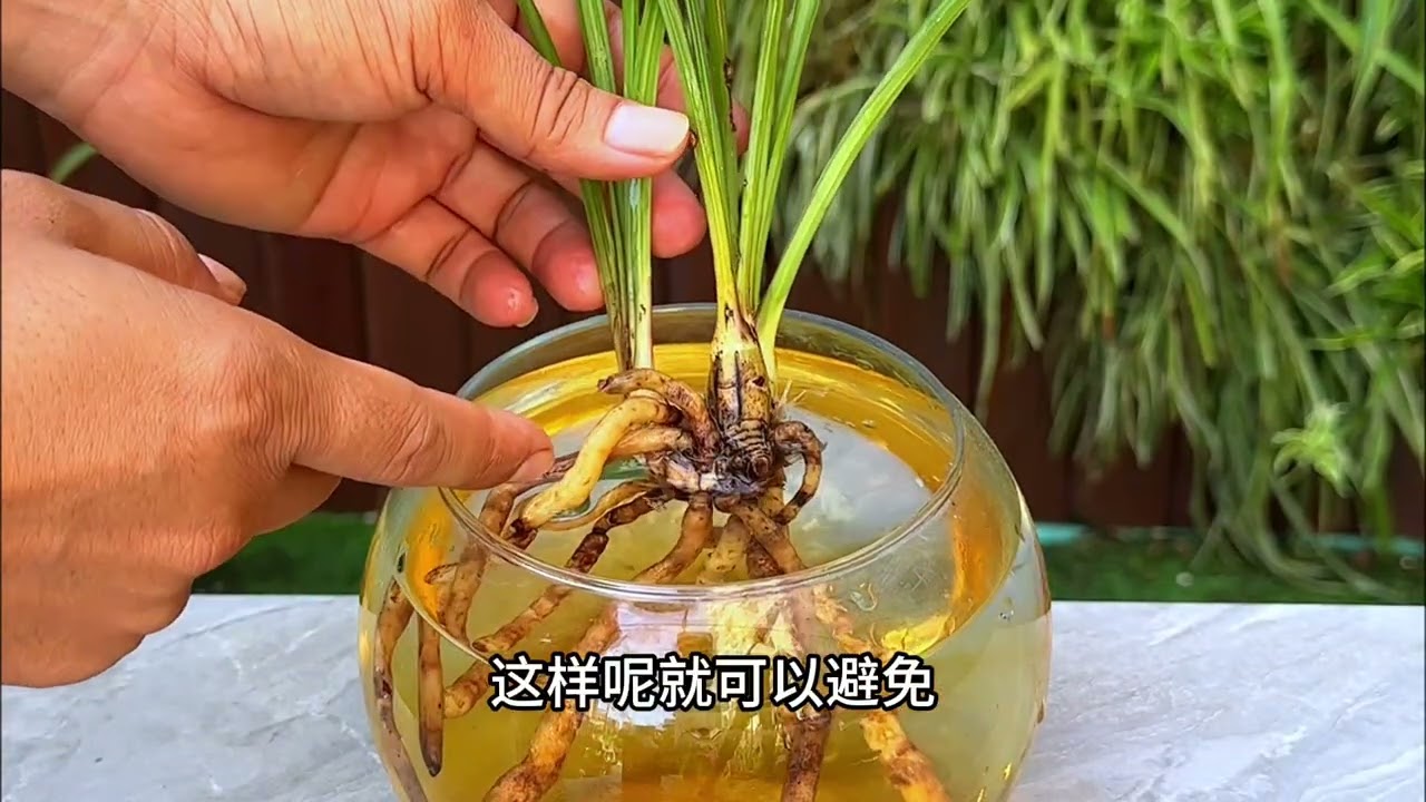 如何让这种情况的兰花恢复枝繁叶茂开花爆盆？看完视频你就说高手