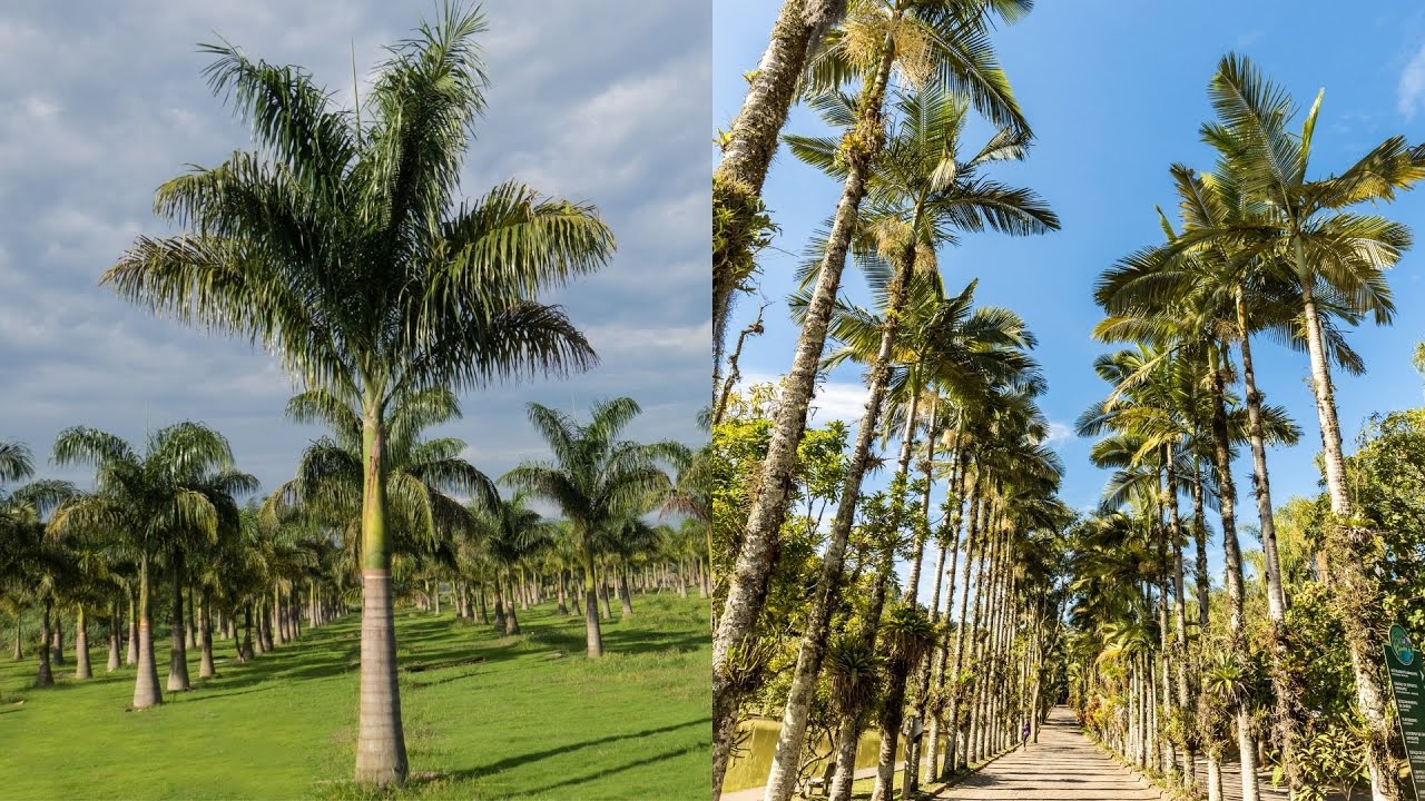 COMO PLANTAR PALMEIRA IMPERIAL E PALMEIRA REAL. MUDAS GRANDES E PEQUENAS (MUITO FÁCIL)